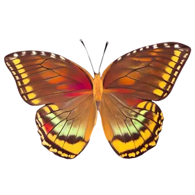 Berkshire Balance butterfly